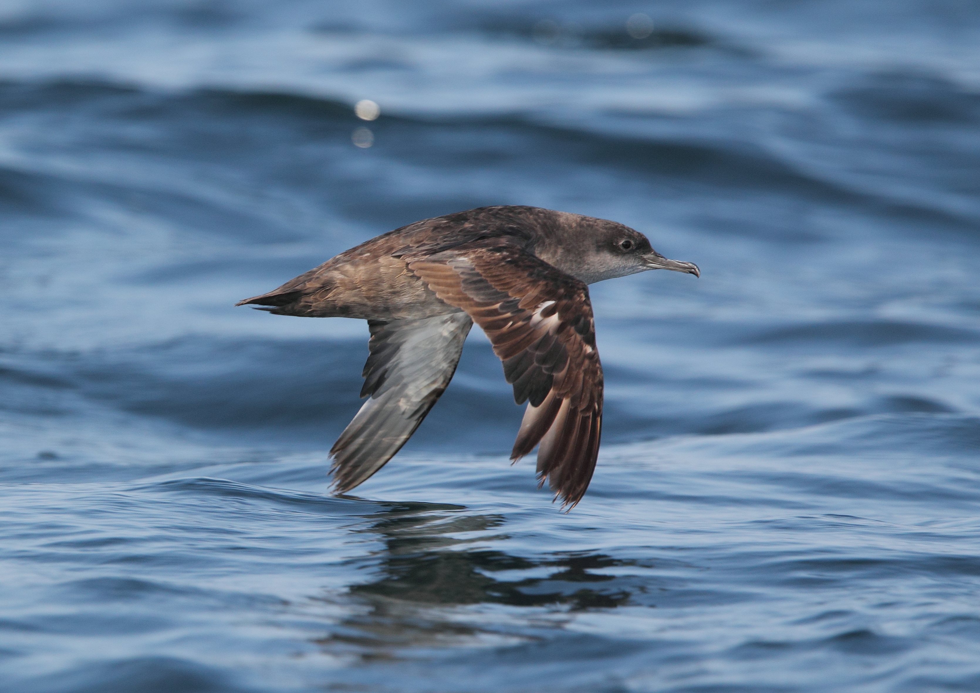 Puffin justifie les moyens
